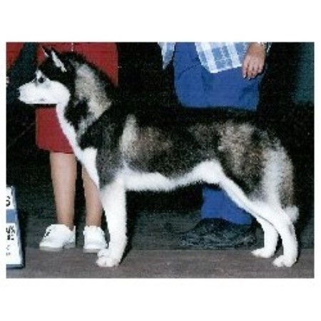 Akc Siberian Huskies