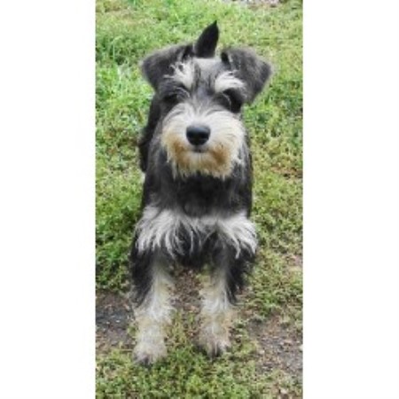 alberta breeder schnauzer