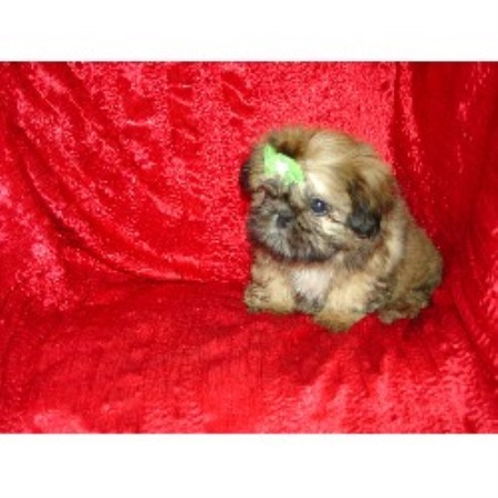 Cheap+shih+tzu+puppies+for+sale+in+illinois