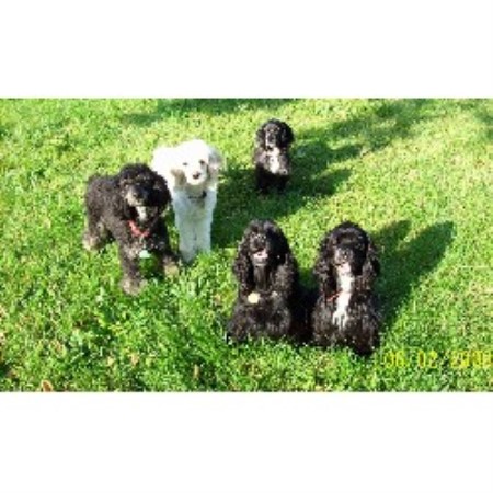 breeders in indiana cockapoo breeders in indiana breeders in indiana cockapoo breeders in indiana