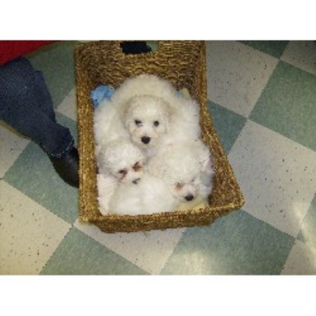  - 012566_66I_Bichon-babies--past-litter