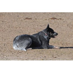 Blue Heeler Breed