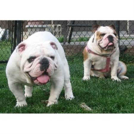 Amazing English Bulldog Breeders Indiana of all time Learn more here 