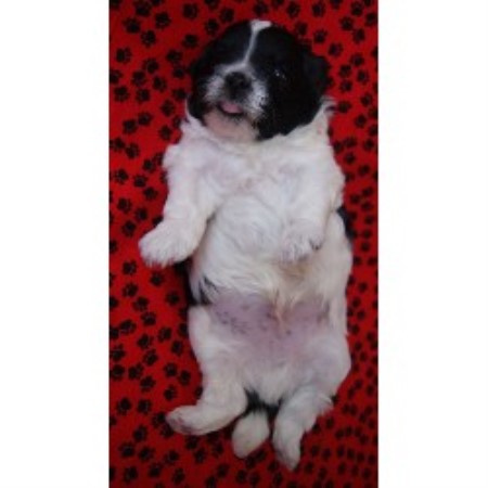 shih tzu breeder ohio sherry poos