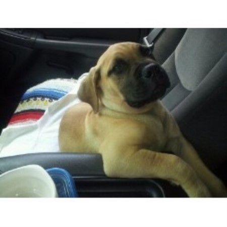 bullmastiff teddy