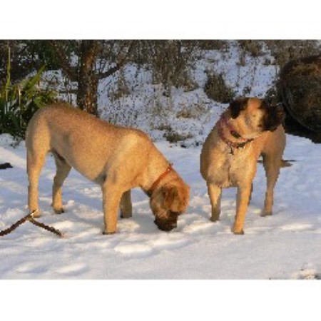 bullmastiff teddy