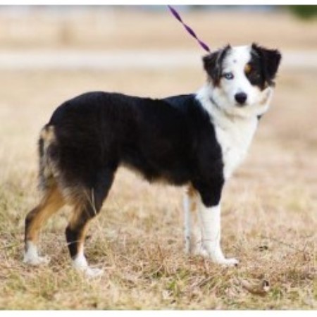 shepherd breeder miniature australian texas panda dog