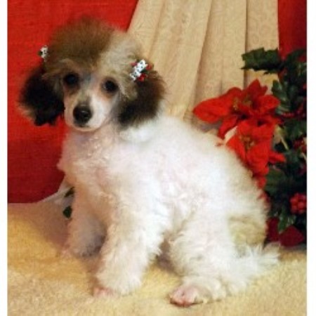 toy poodle parti poodles breeder mexico sable dreamtime freedoglistings breeders