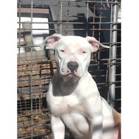 kennels terrier pit bull american elliott arkansas breeder