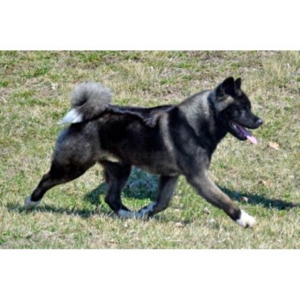 Black Knight American Akitas, Akita Stud in New River Valley, Virginia