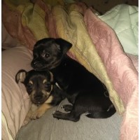 chihuahua registered freedoglistings