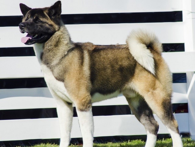 Akita Puppies And Dogs For Sale In Washington