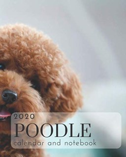 Poodle Miniature Breeders near you (Page 2)