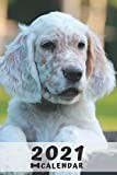 English Setter Breeders near you