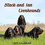 Black And Tan Coonhound Breeders near you