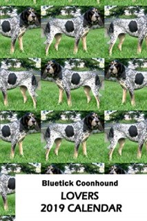 Bluetick Coonhound Puppies and Dogs for sale near you