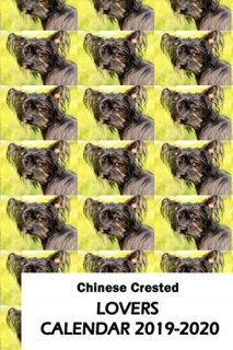 Chinese Crested Breeders near you (Page 4)