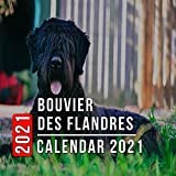 Bouvier Des Flandres Breeders near you