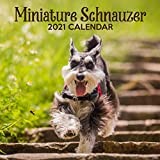 2021 Miniature Schnauzer Calendars