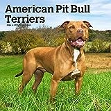 2025 American Pit Bull Terrier (APBT) Calendars