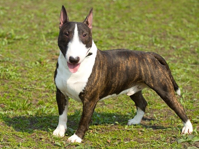 english bull terrier is for sale
