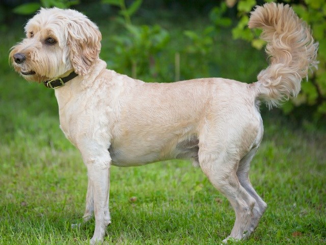 Cockapoo Puppies and Dogs for sale near you