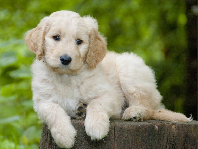 Goldendoodle Puppies and Dogs for sale 