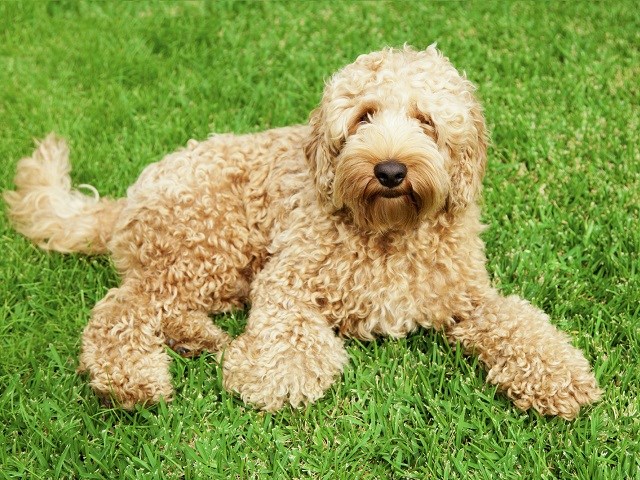 labradoodle puppies for sale near me cheap