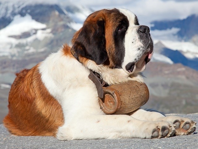 st bernard dogs for sale near me