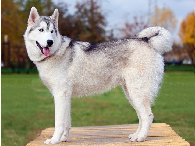 dogs for sale husky puppies