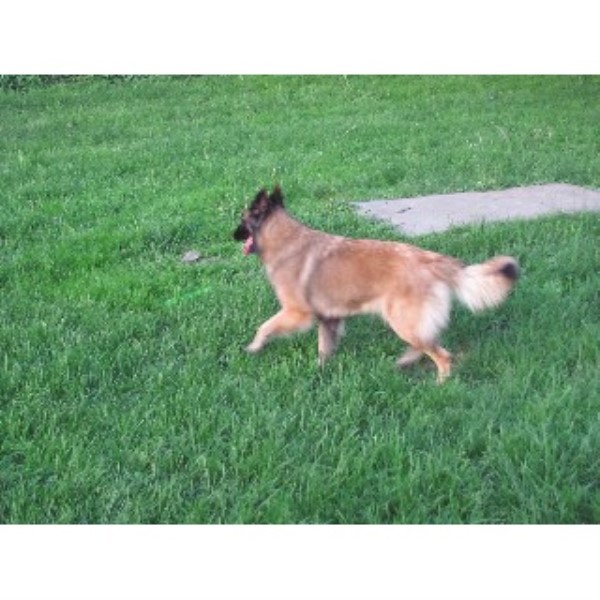 Pony Express Kennels Boarding and Grooming Waverly, New York 14892