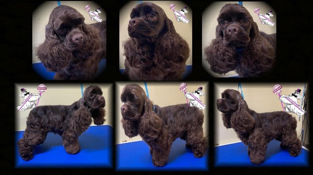 WUNDERLAND COCKER SPANIELS