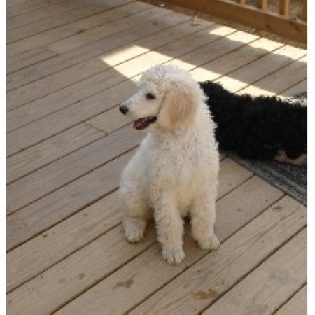 Meadowland's Standard Poodles, Poodle Standard Breeder in ...