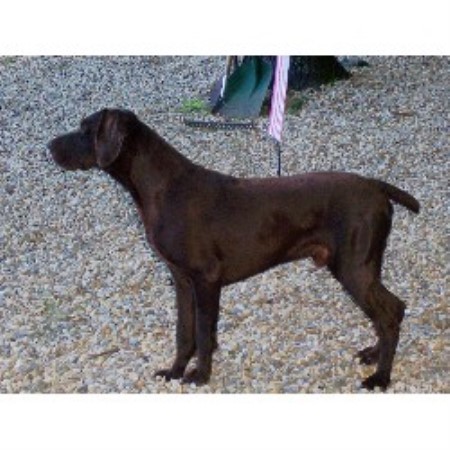 Huckle Hill Kennel, German Shorthaired Pointer Breeder in ...