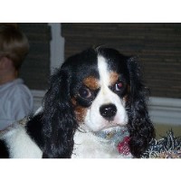 Cavalier King Charles Spaniel Breeders in Kentucky