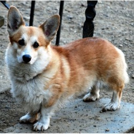 corgi pembroke massachusetts breeder welsh cooper