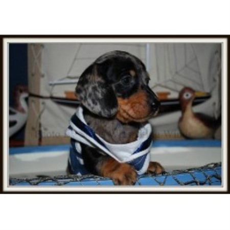 dachshund massachusetts breeder whispering shirls winds