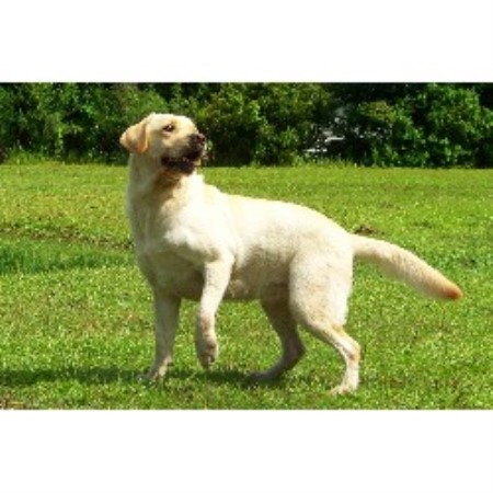 Diamond Bar Kennel, Labrador Retriever Breeder in New ...