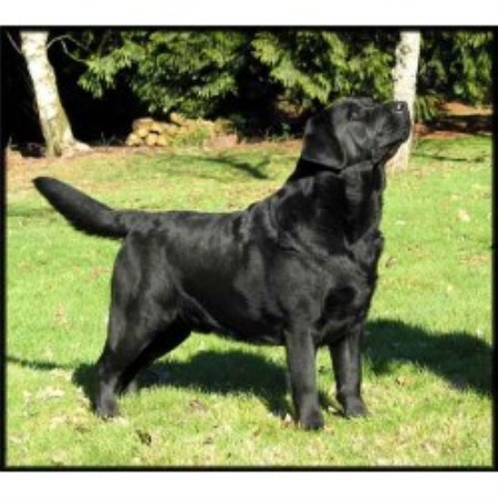 Hayshaker Labs, Labrador Retriever Breeder in Marshall ...