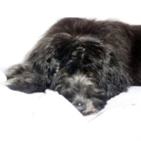 Doodlesville, Labradoodle Breeder in Martinsville, Virginia