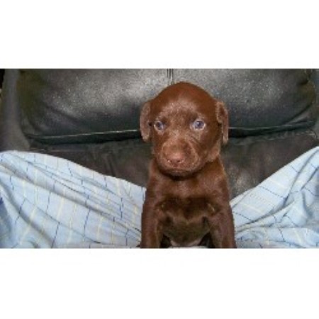 Sand Rock Labs, Labrador Retriever Breeder in Craig, Colorado