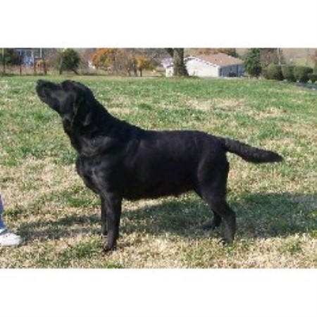 Coldwater Labradors, Labrador Retriever Breeder in ...