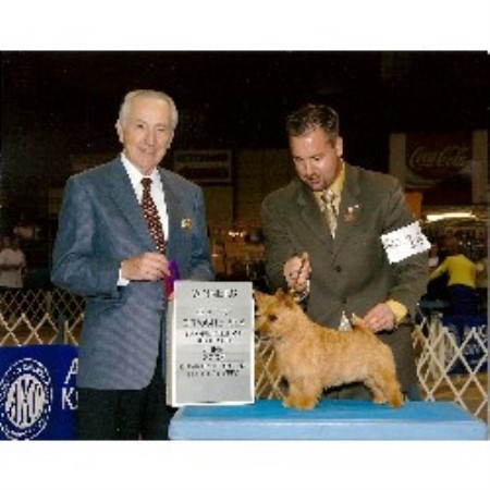 Whitehart, Norwich Terrier Breeder in Amherst, Virginia