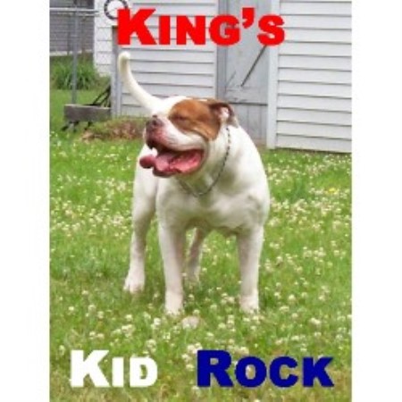 Kings American Bulldog American Bulldog Breeder In Detroit