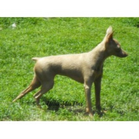 Habs Min Pins, Miniature Pinscher Breeder in Claremont ...