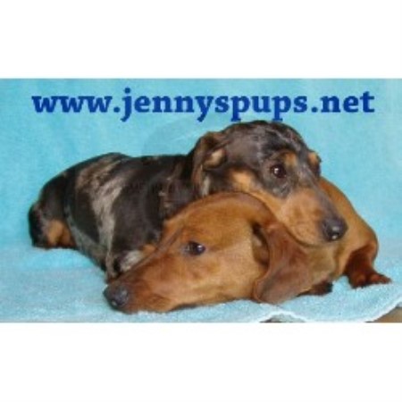 Jenny S Dachshunds Dachshund Breeder In West Union Iowa