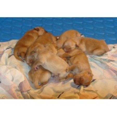 golden breeder retriever california chaparral