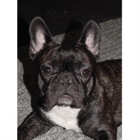 Adorable Frenchies, French Bulldog Breeder in Leeds, Alabama