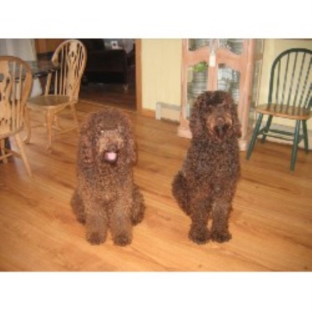 breeder labradoodle connecticut poodles doodles