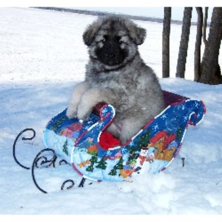 Phenom Shilohs, Shiloh Shepherd Breeder in Pembroke, Ontario